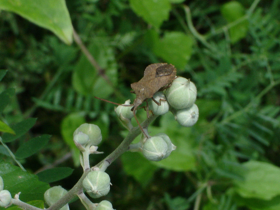 Coreidae : Coreus marginatus della Rocca di Rofeno